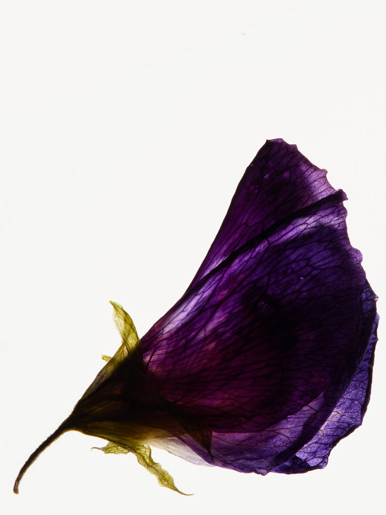 Product Image for 
