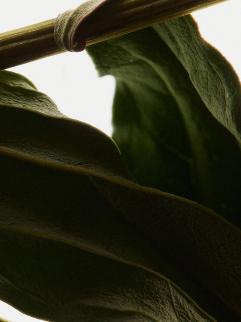 Product Image for 