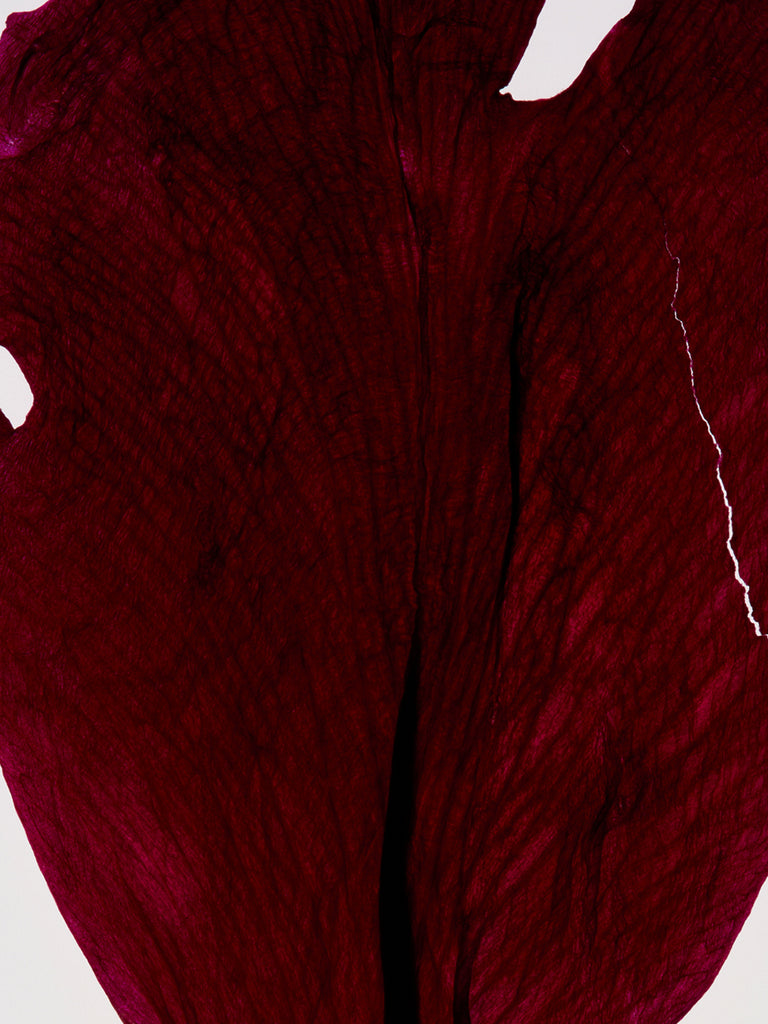 shady garden eau de parfum 50ml